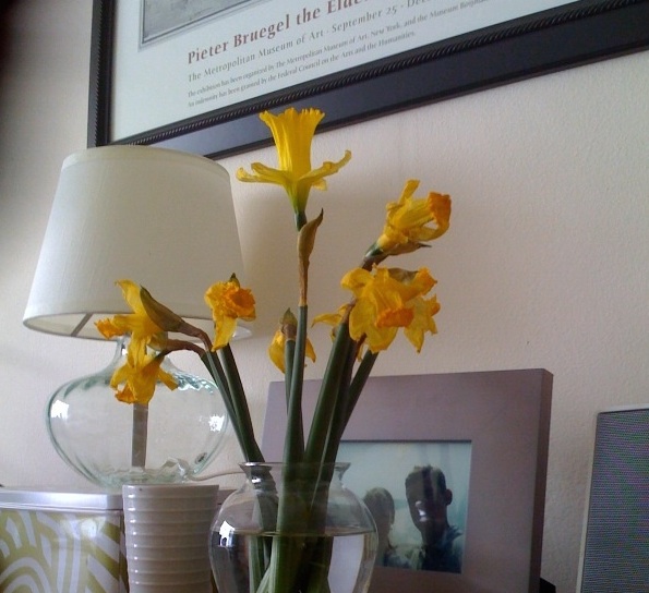daffodilweb.jpeg